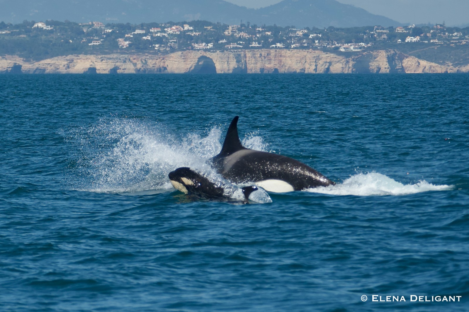 Orcas no Algarve