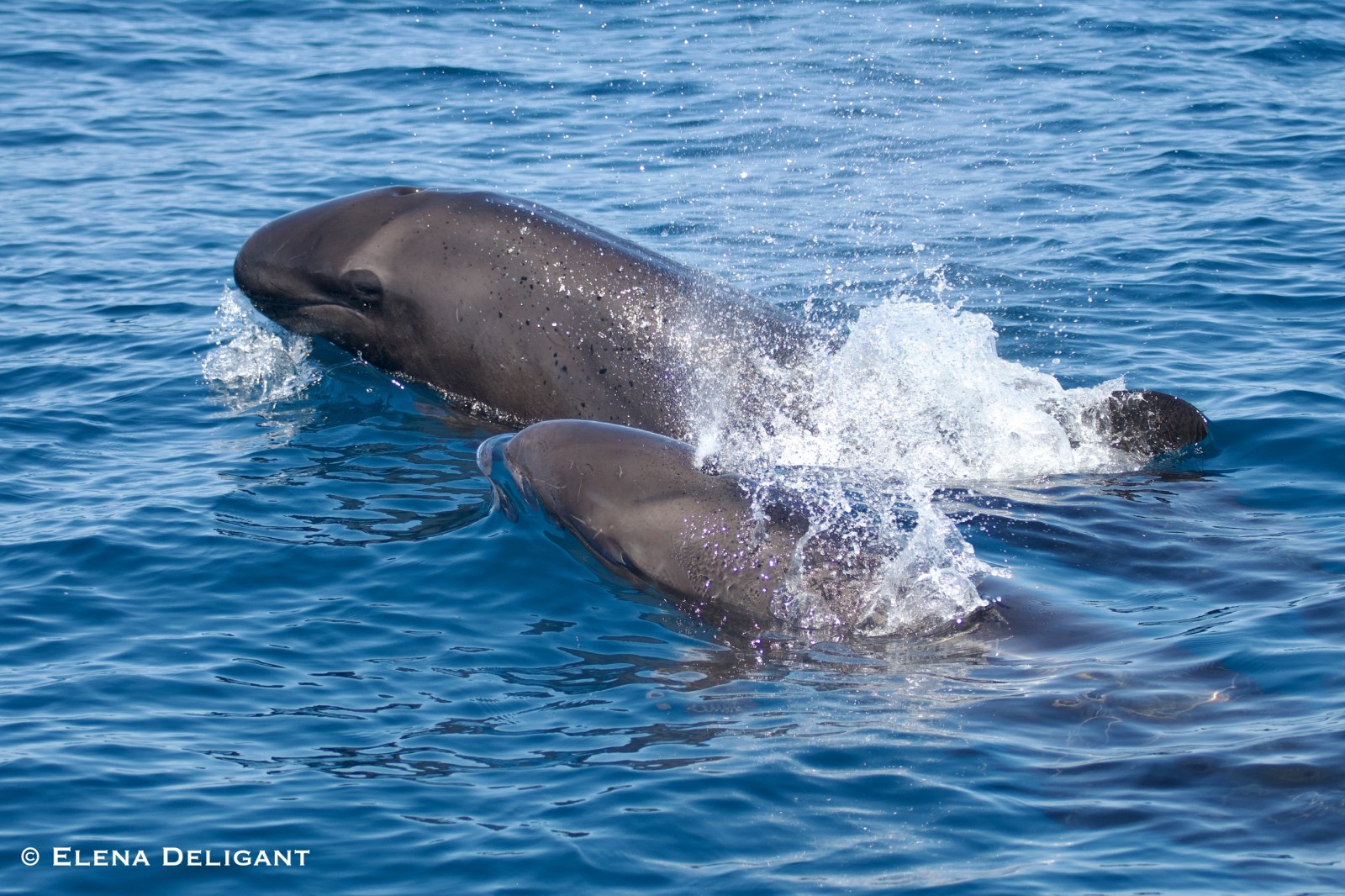 Falsas Orcas no Algarve